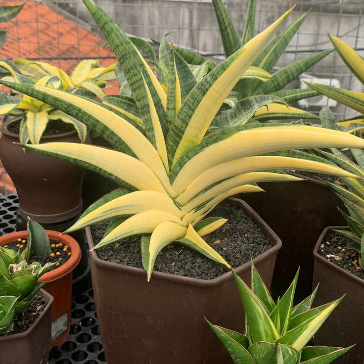 Sansevieria Marsha Green From Variegated