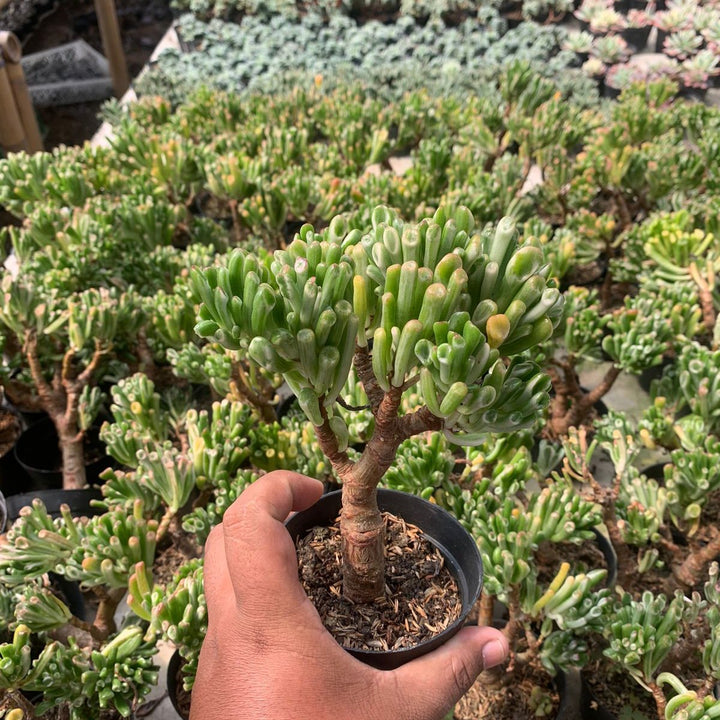 Casulla Ovata Gholum Variegated BIG