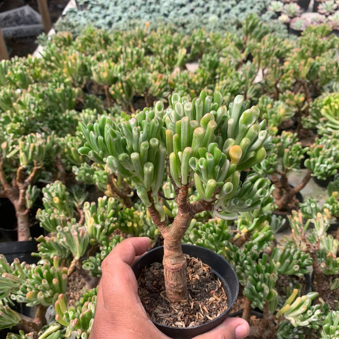 Casulla Ovata Gholum Variegated BIG