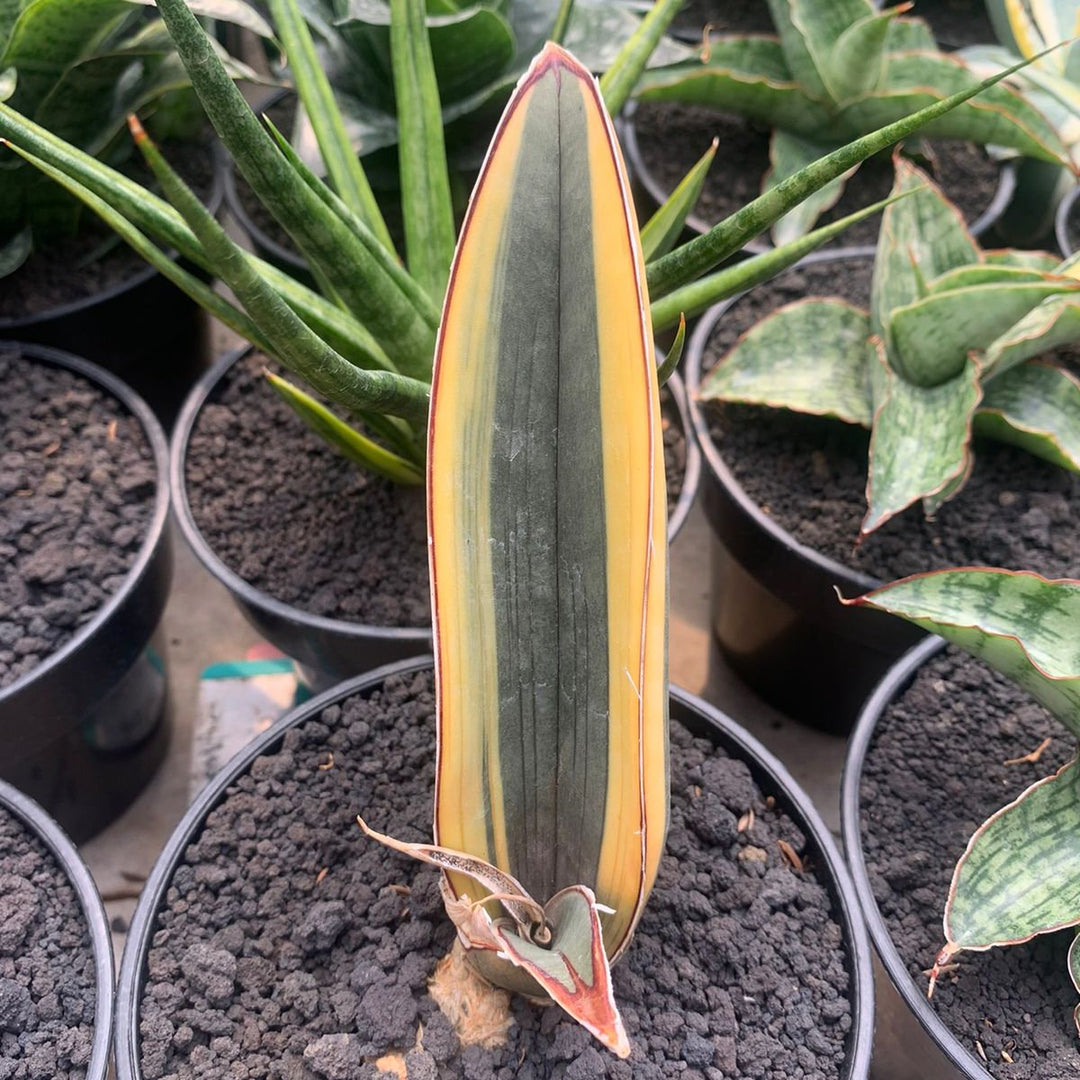 Sansevieria Pink Bat Variegated