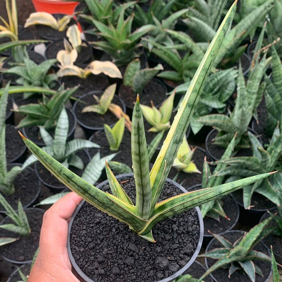 Sansevieria Frostispir Variegayed