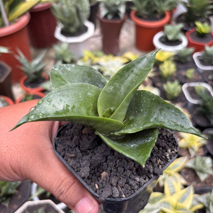 Sansevieria Melani