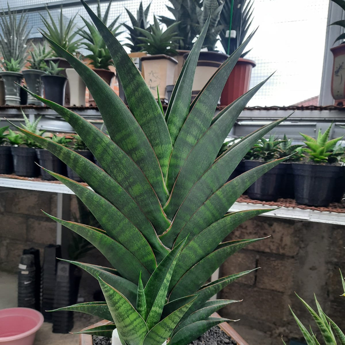 最大80％OFF - 『在庫ロス売買マーケット』 Sansevieria Succulentasia – apache サンスベリア