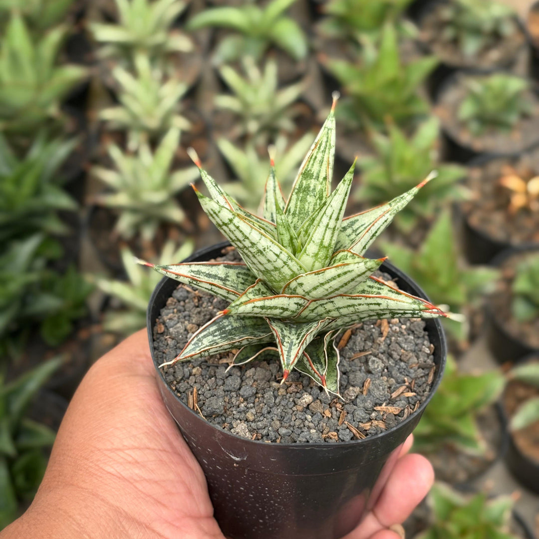 tan sansevieria Sansevieria Lawang – Succulentasia