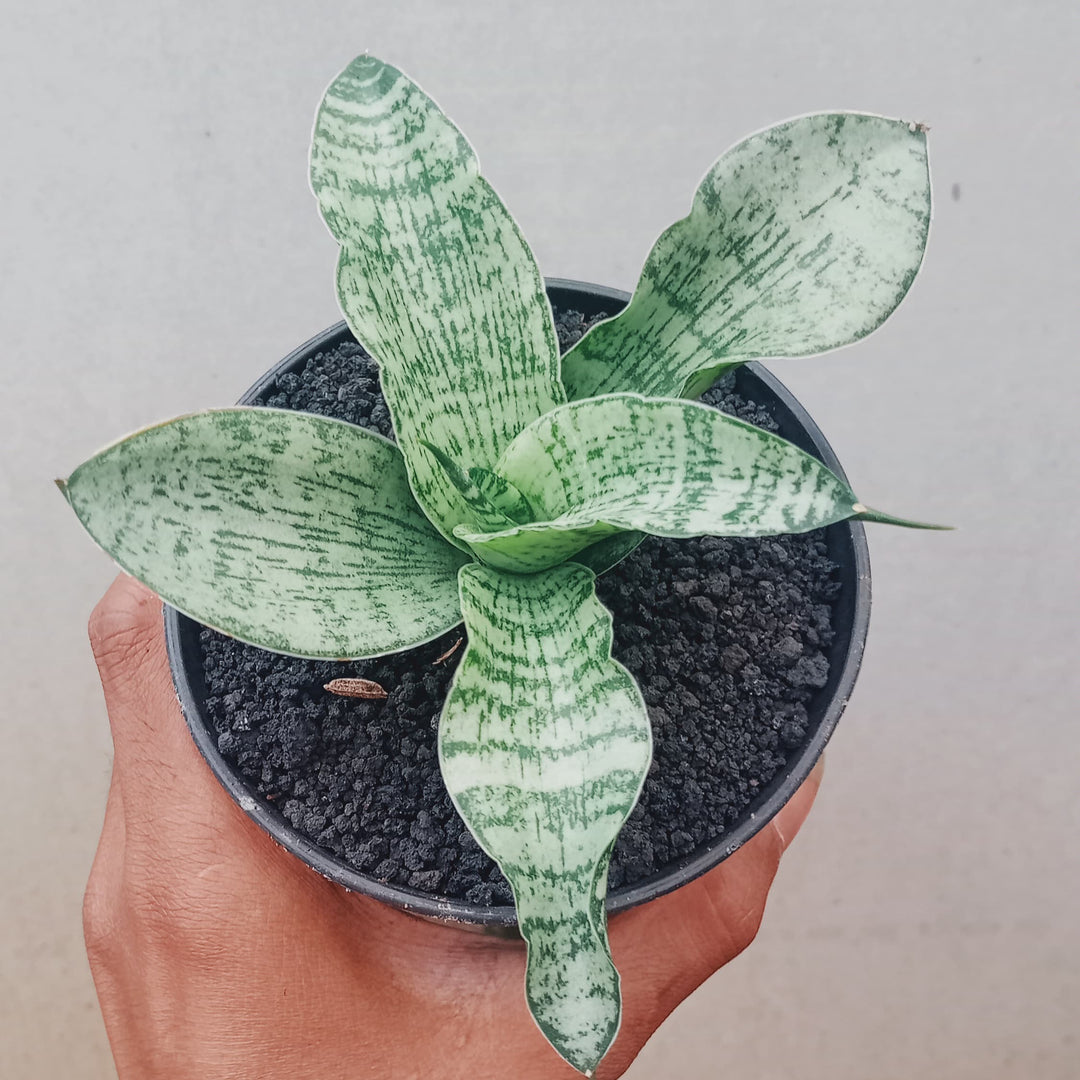 succulent that looks like snake plant Sansevieria Asmiranda – Succulentasia