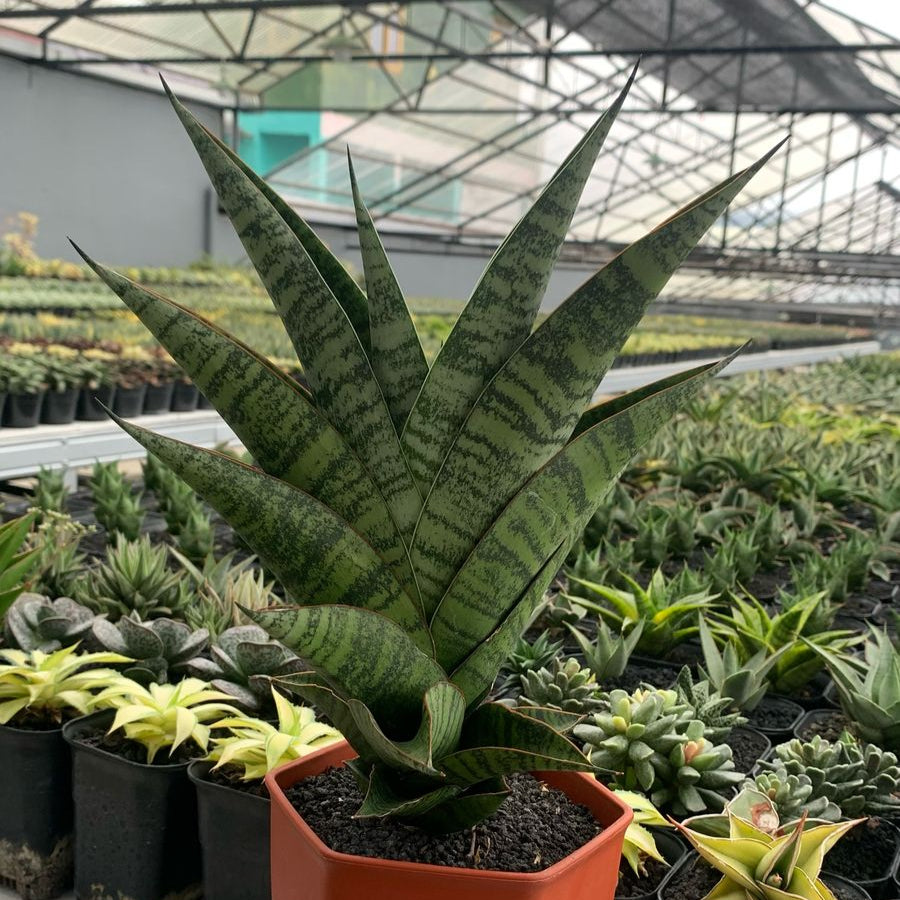 Sansevieria gendut