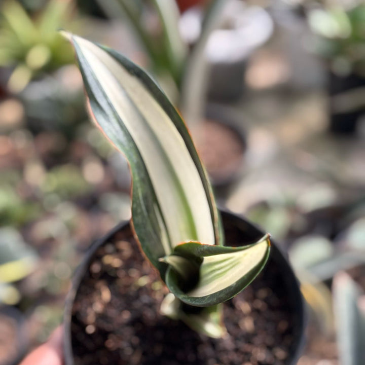 Sansevieria Sarah Hupmen Variegated