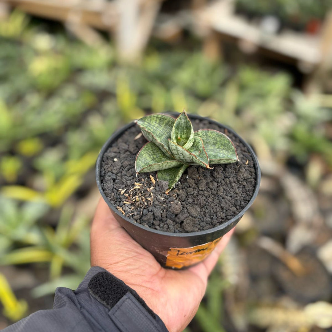 sansevieria Lembah Suro