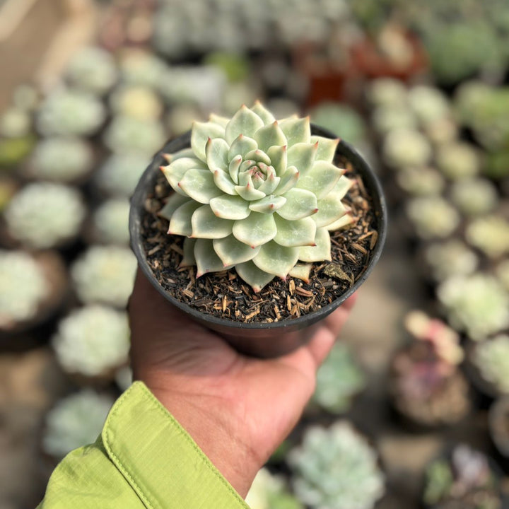 echeveria cihuahua aurea