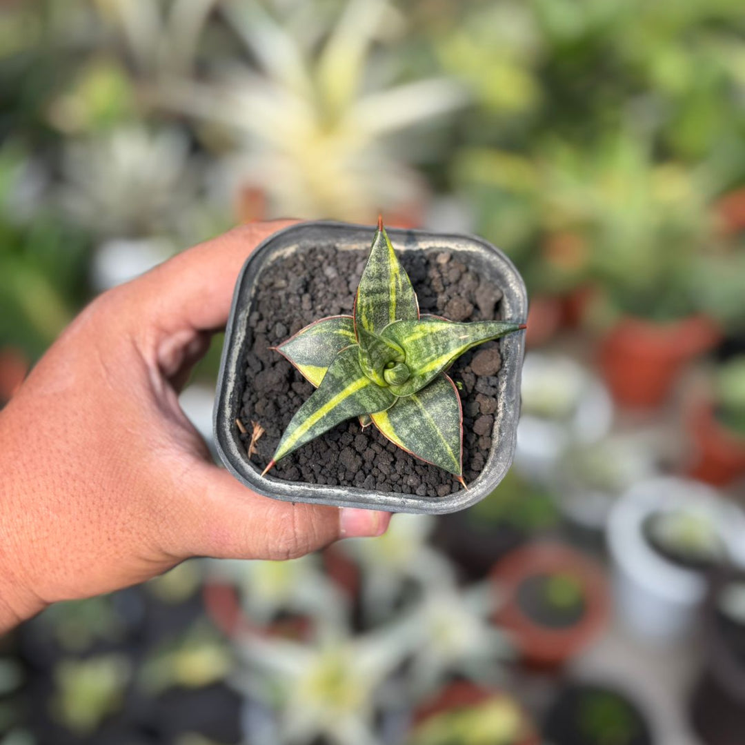 Sansevieria Blorong Variegated