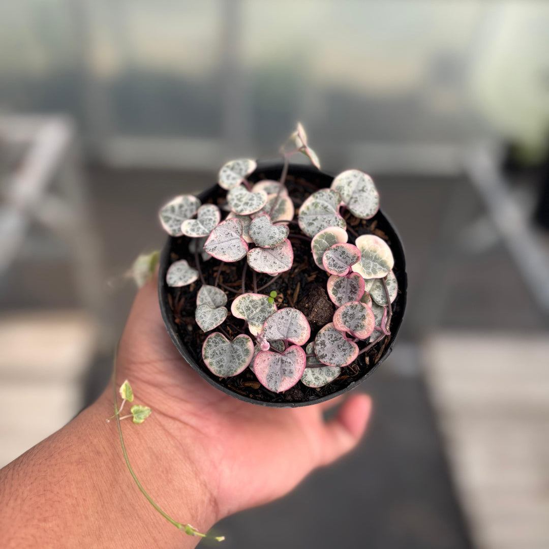 Ceropegia Woodii Variegated ‘String of Hearts