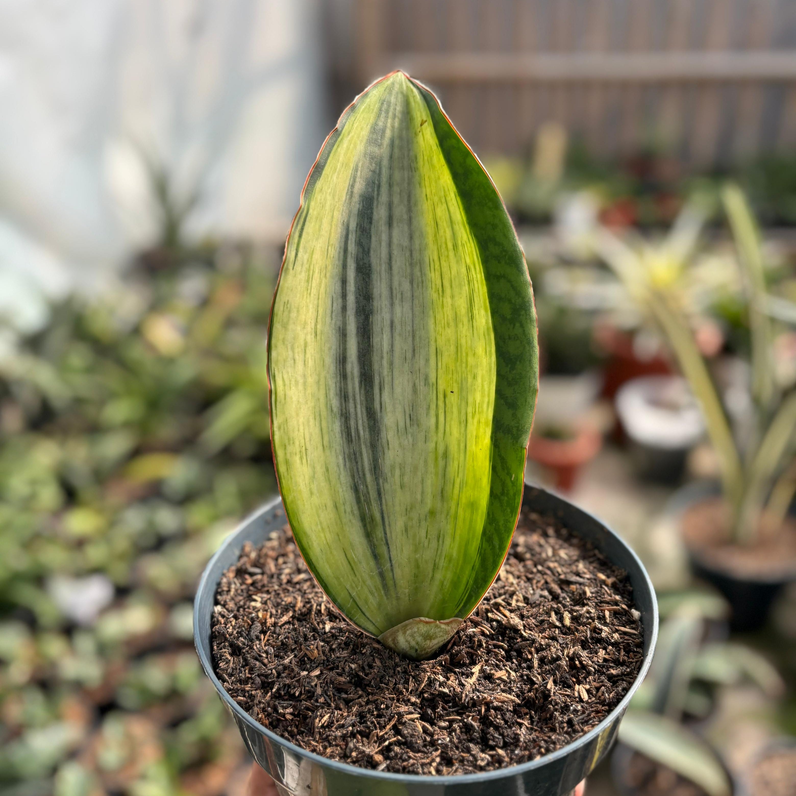 sansevieria Bruda Variegated White – Succulentasia