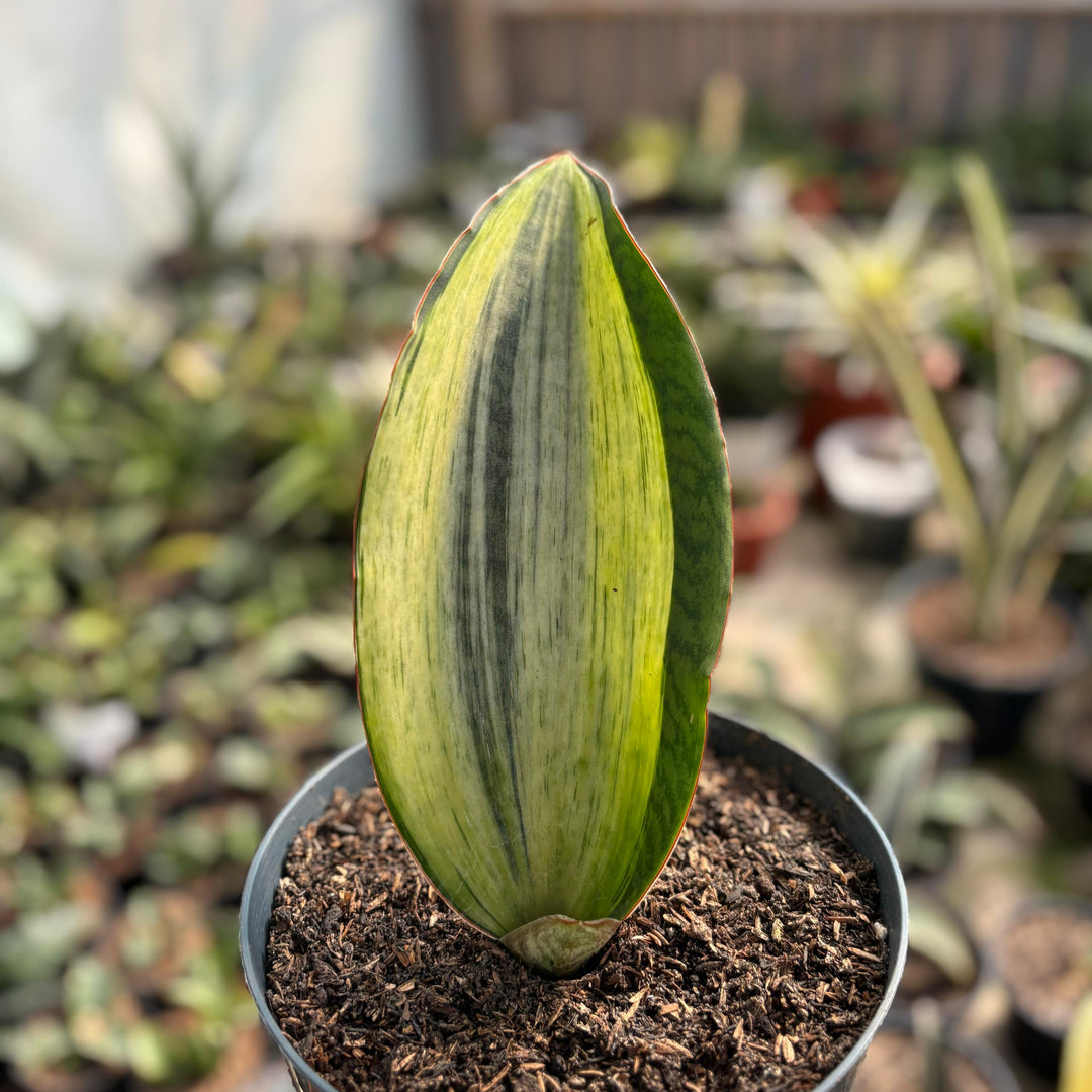 sansevieria Bruda Variegated White