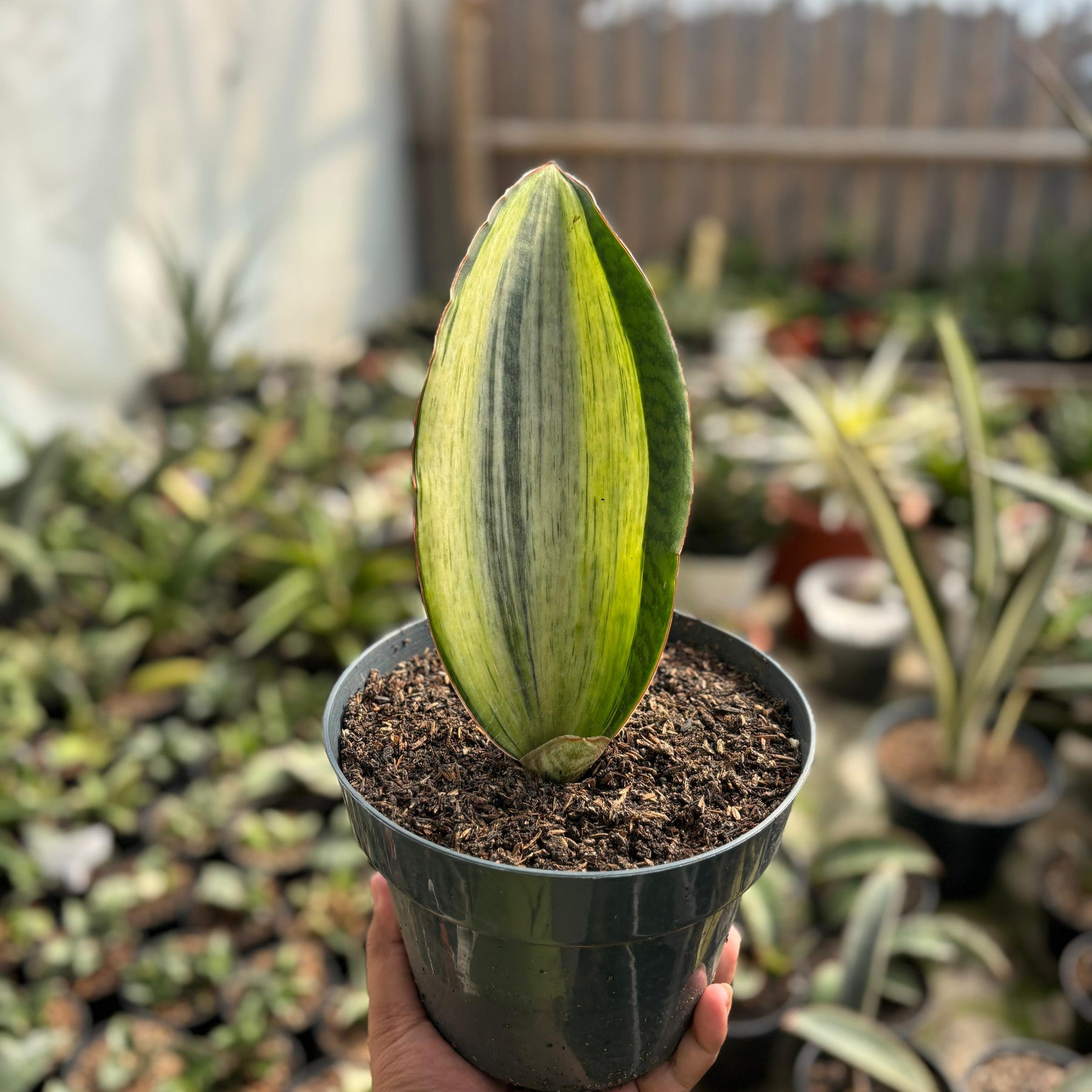 sansevieria bruda sansevieria Bruda Variegated White – Succulentasia