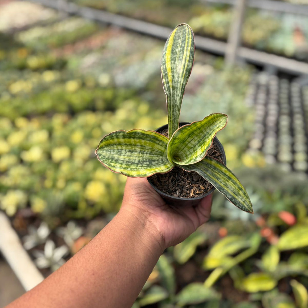 Sansevieria Phupamon Variegated