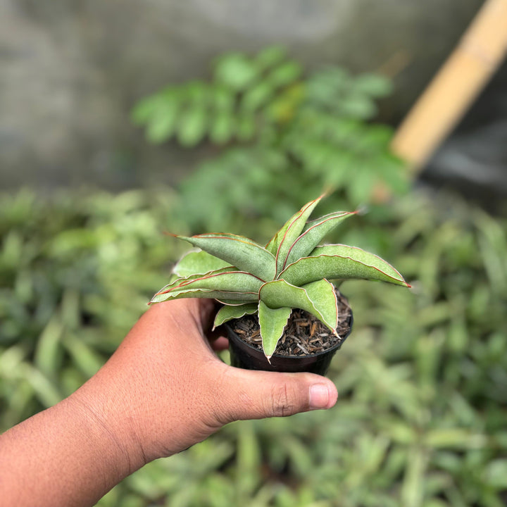 Sansevieria hanami