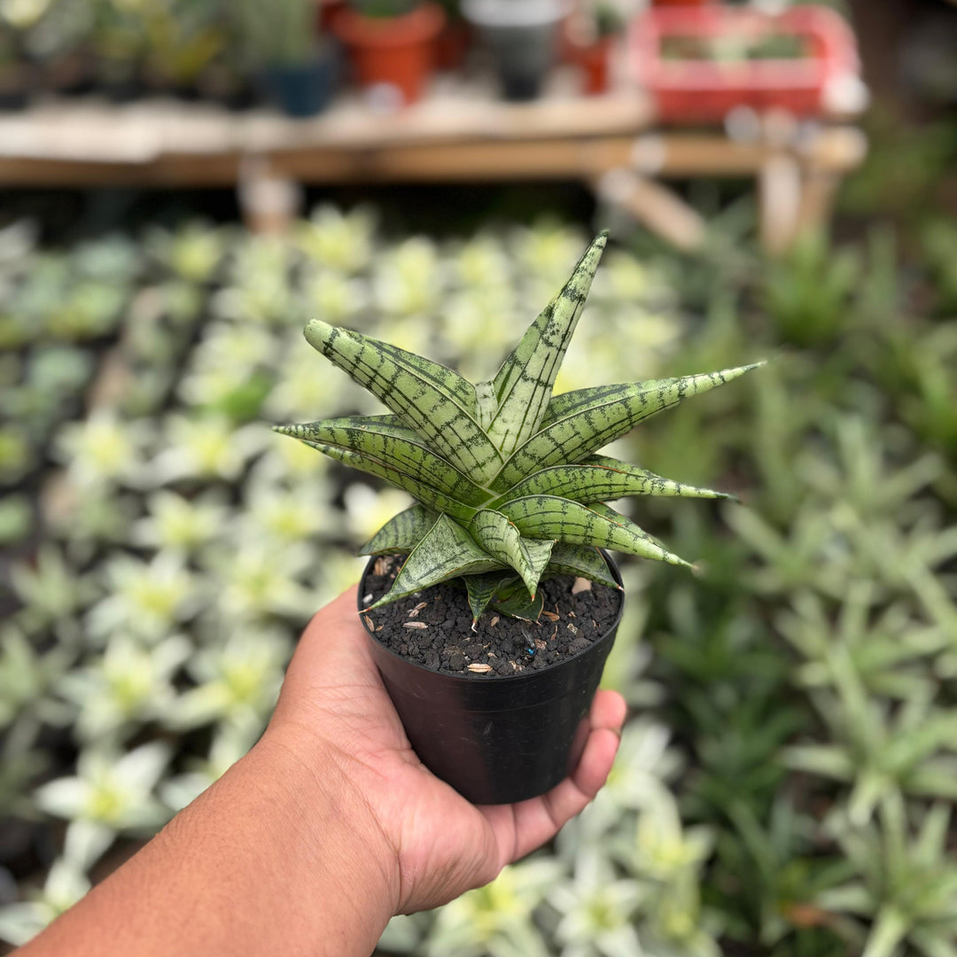 Sansevieria irisbela