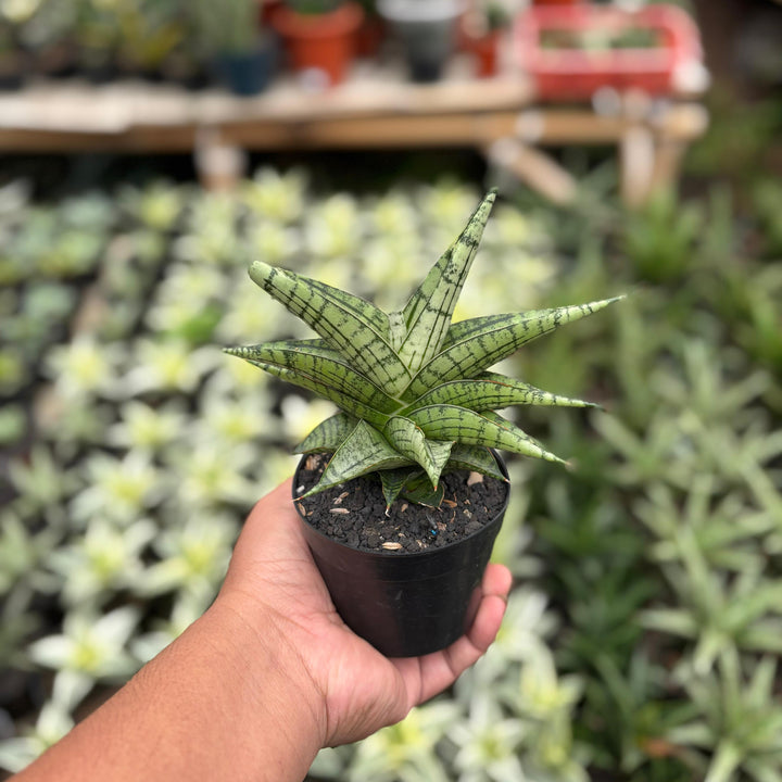 Sansevieria irisbela
