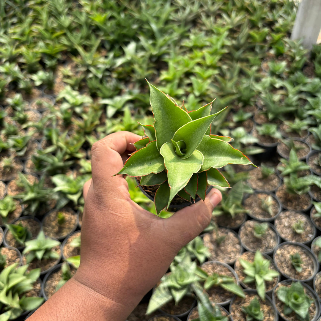 Sansevieria Puyek