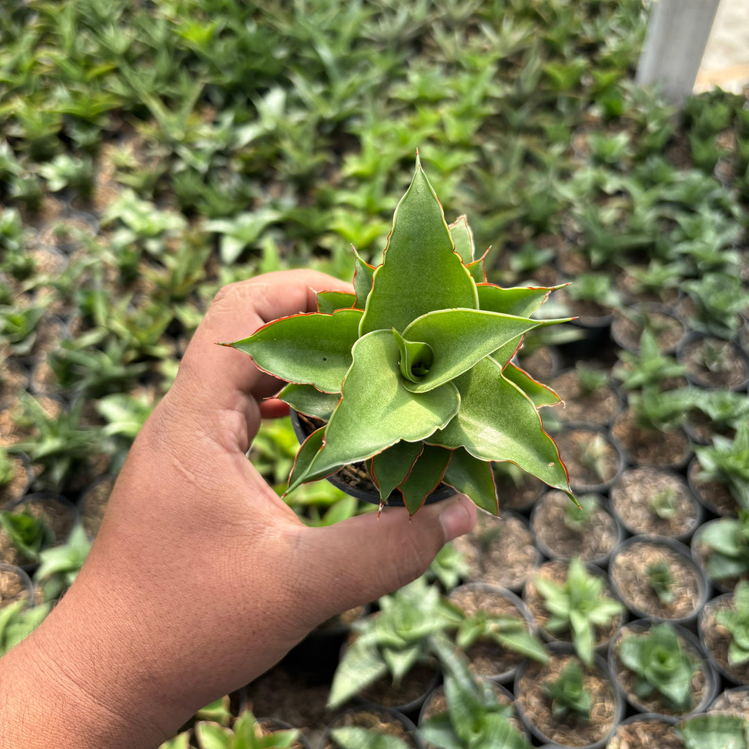 Sansevieria Puyek
