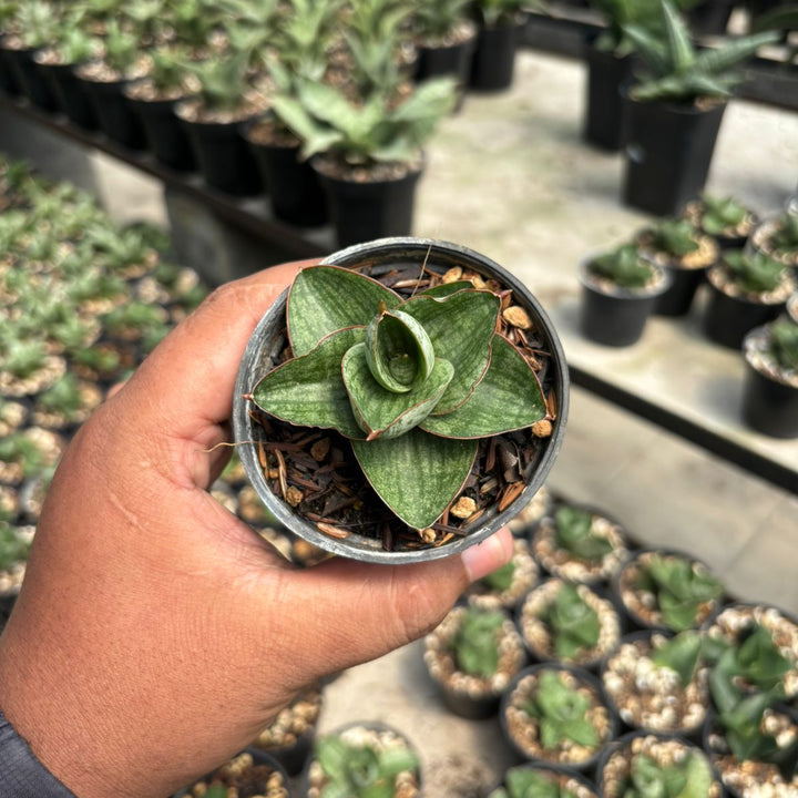 Sansevieria Yok Morakot