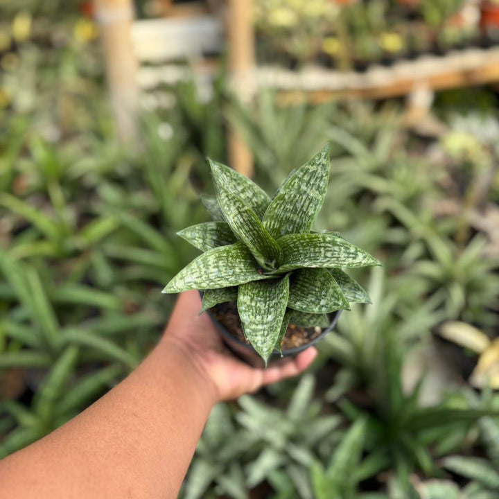 Sansevieria kahuripan