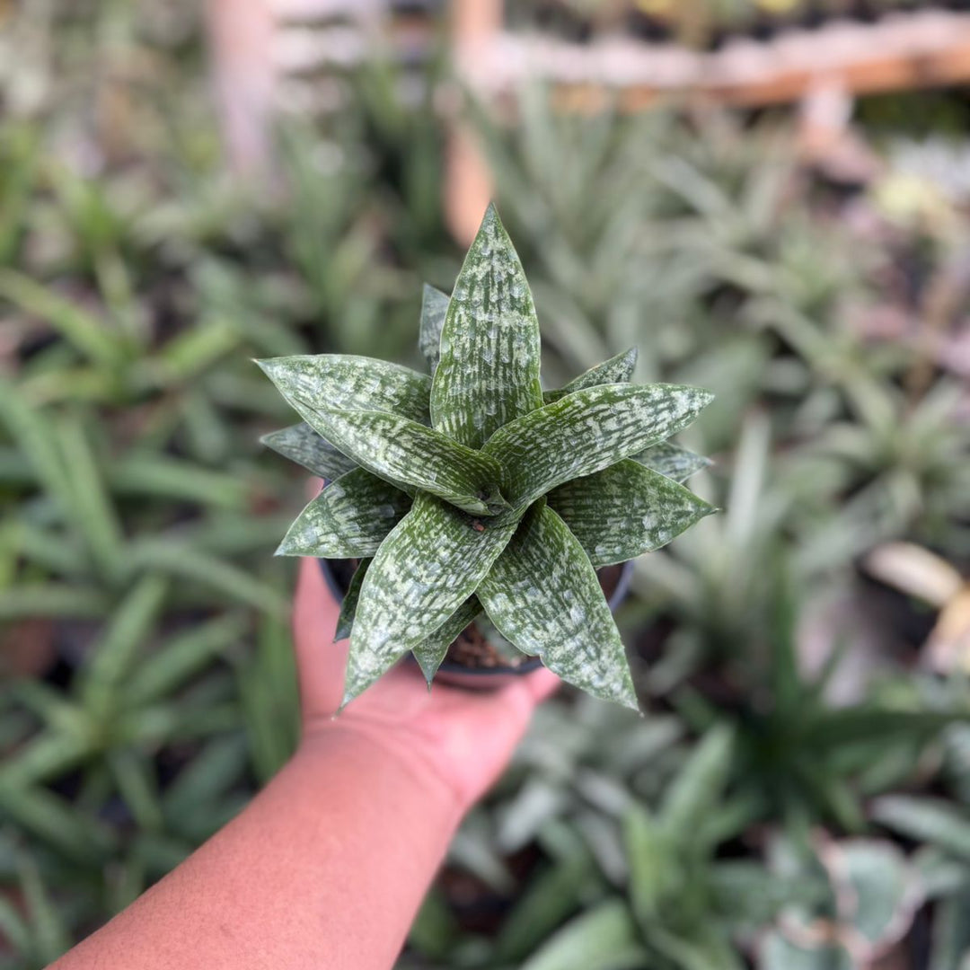 Sansevieria kahuripan