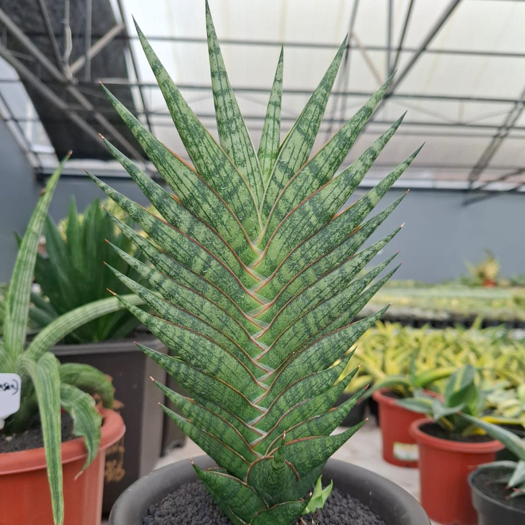 Sansevieria Zenith Star – Succulentasia