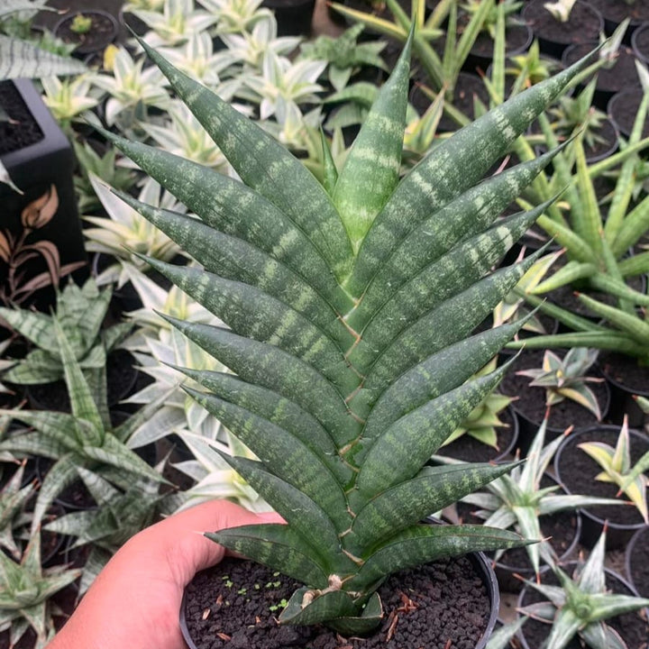 Sansevieria Gabriela x Bela x Ariela x Boncel