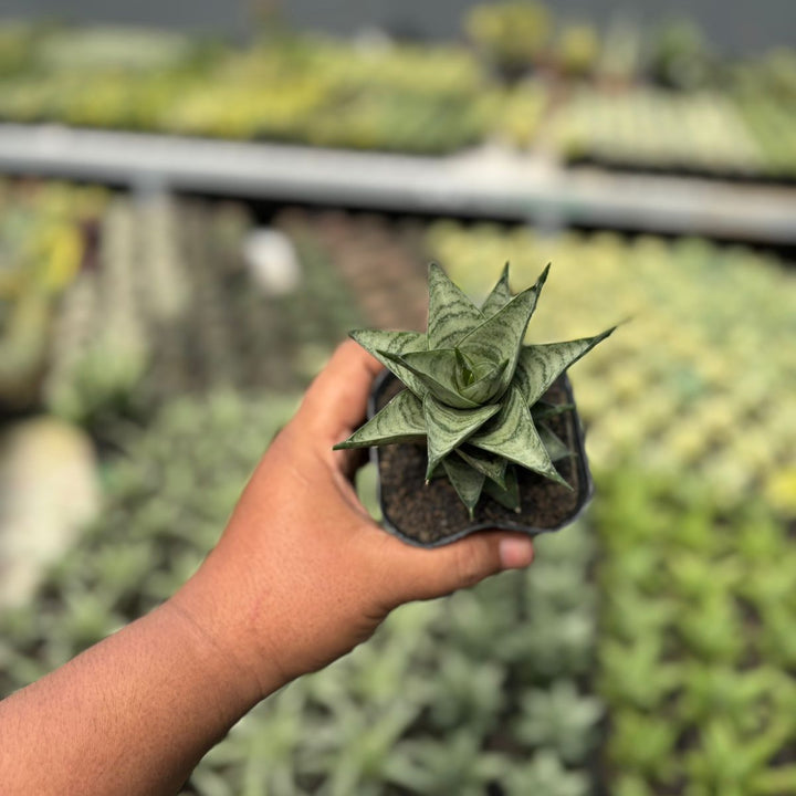 SA53 Sansevieria zora