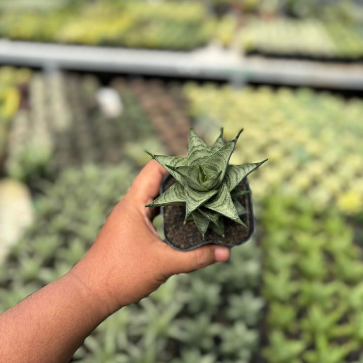 SA53 Sansevieria zora