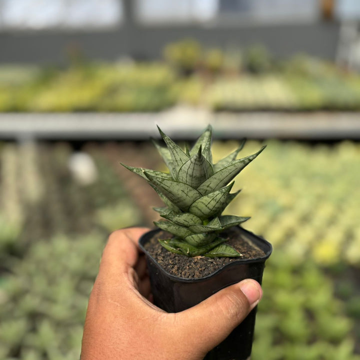 SA53 Sansevieria zora