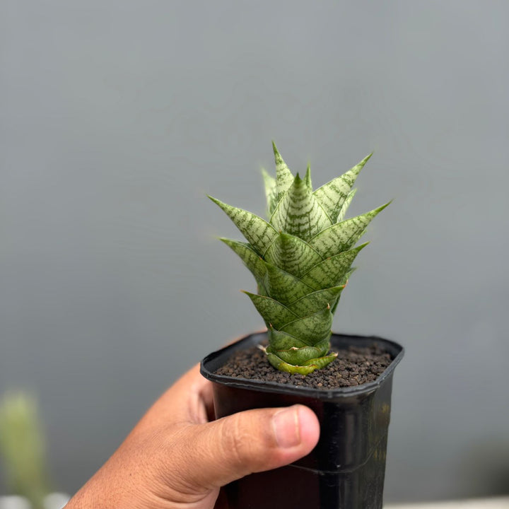 Sansevieria Win Win