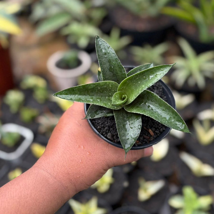 Sansevieria Ken Arok
