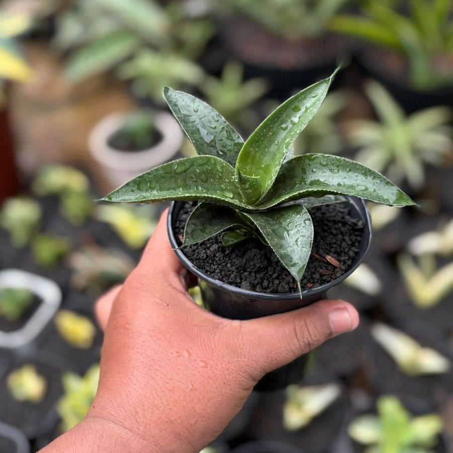 Sansevieria Ken Arok