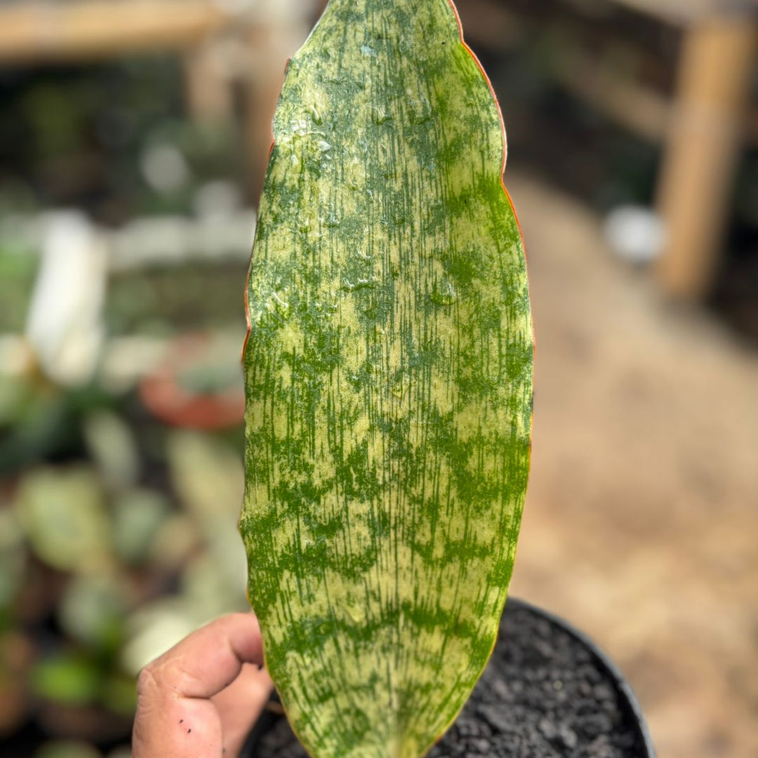 Sansevieria Braunii