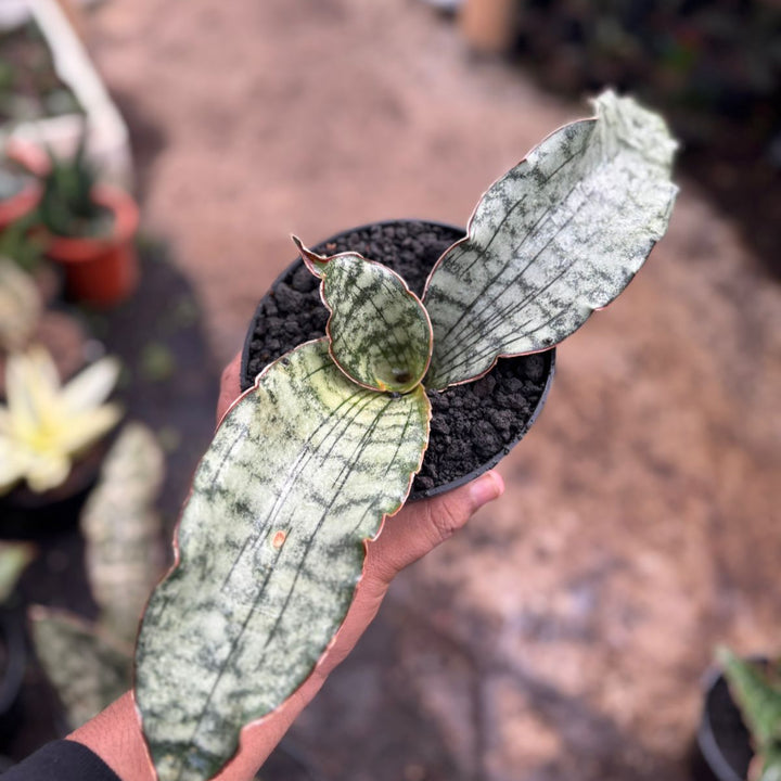 Sansevieria Kirki Elianor
