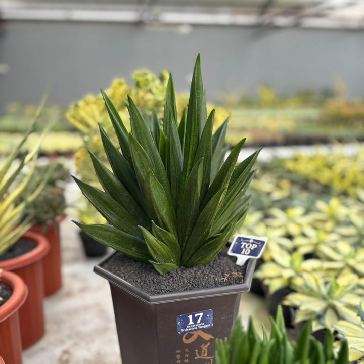 Sansevieria Hahni Gaster Mutation