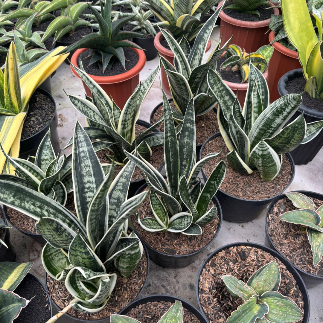 Sansevieria Trifasciata White Twisty