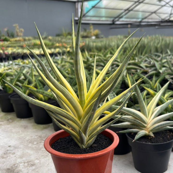 Sansevieria Bulnotoc Variegated Yellow