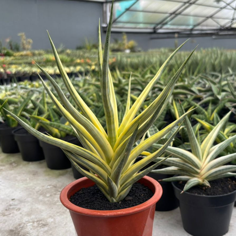 sansevieria patens Sansevieria Bulnotoc Variegated Yellow