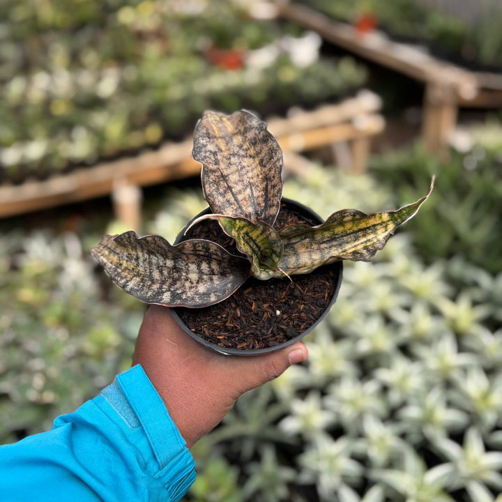 SA37 Sansevieria  kirkki variegated