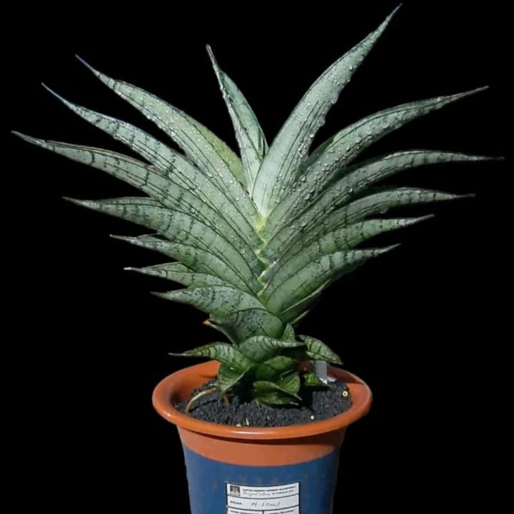 Sansevieria Rubicon