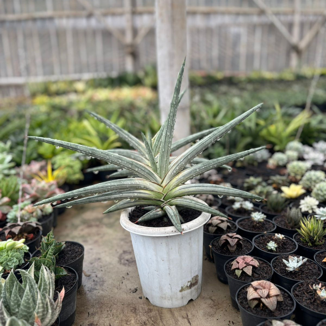 sansevieria aloe Sansevieria Silver Clone
