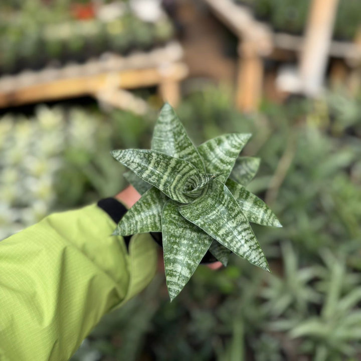 Sansevieria Khinobi