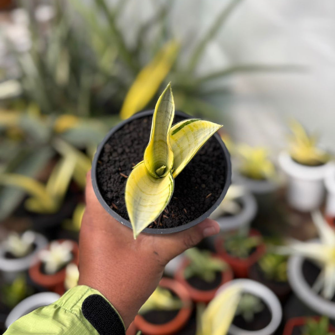SA05 Sansevieria spyder variegated