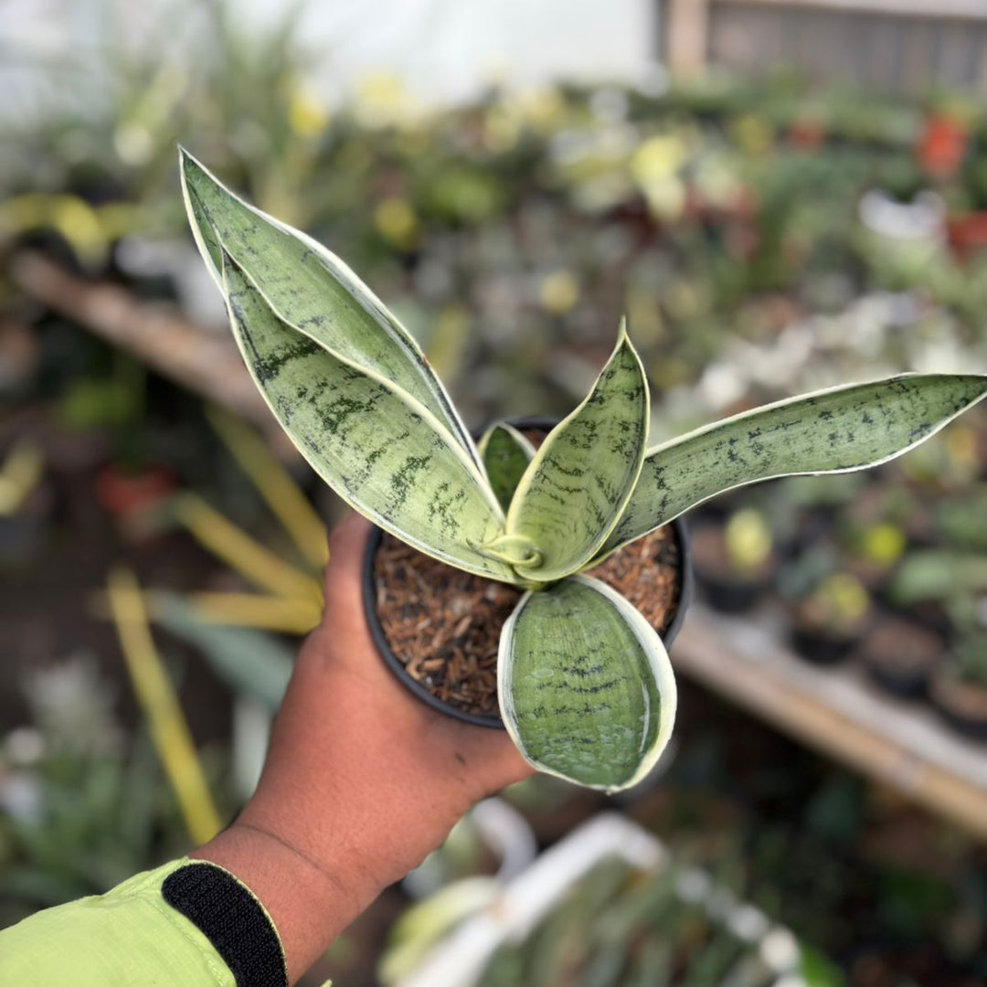 SA09 sansevieria pliong