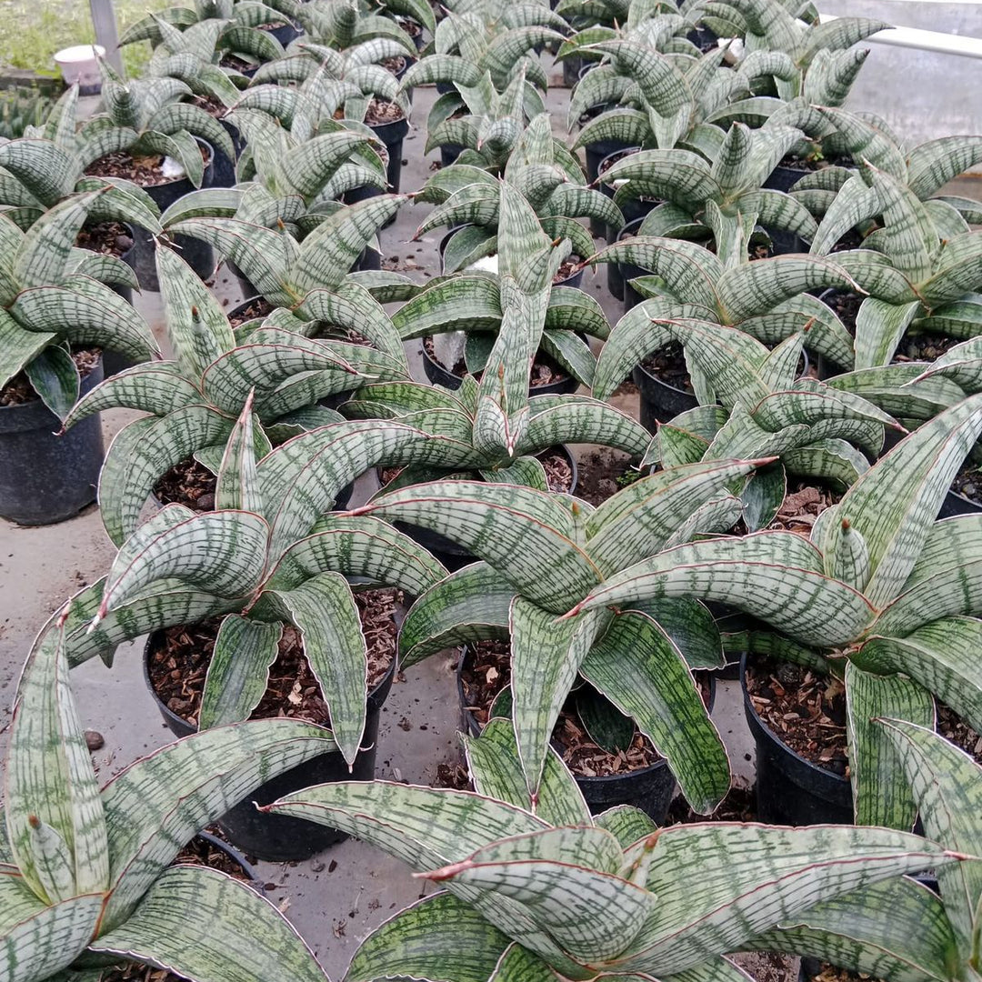 Sansevieria Asura
