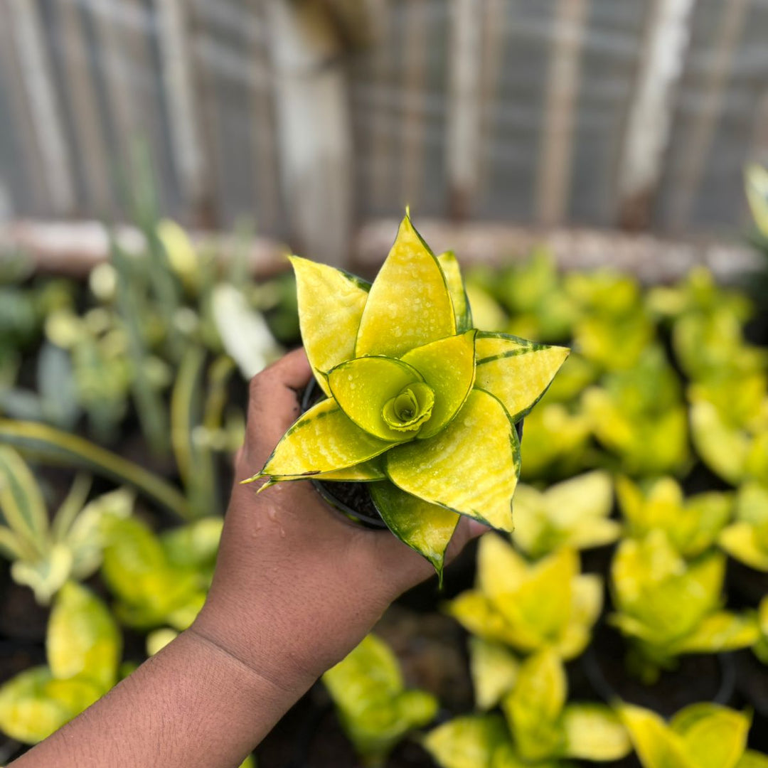 EXACT PLANT  Sansevieria  hahni philipine gold
