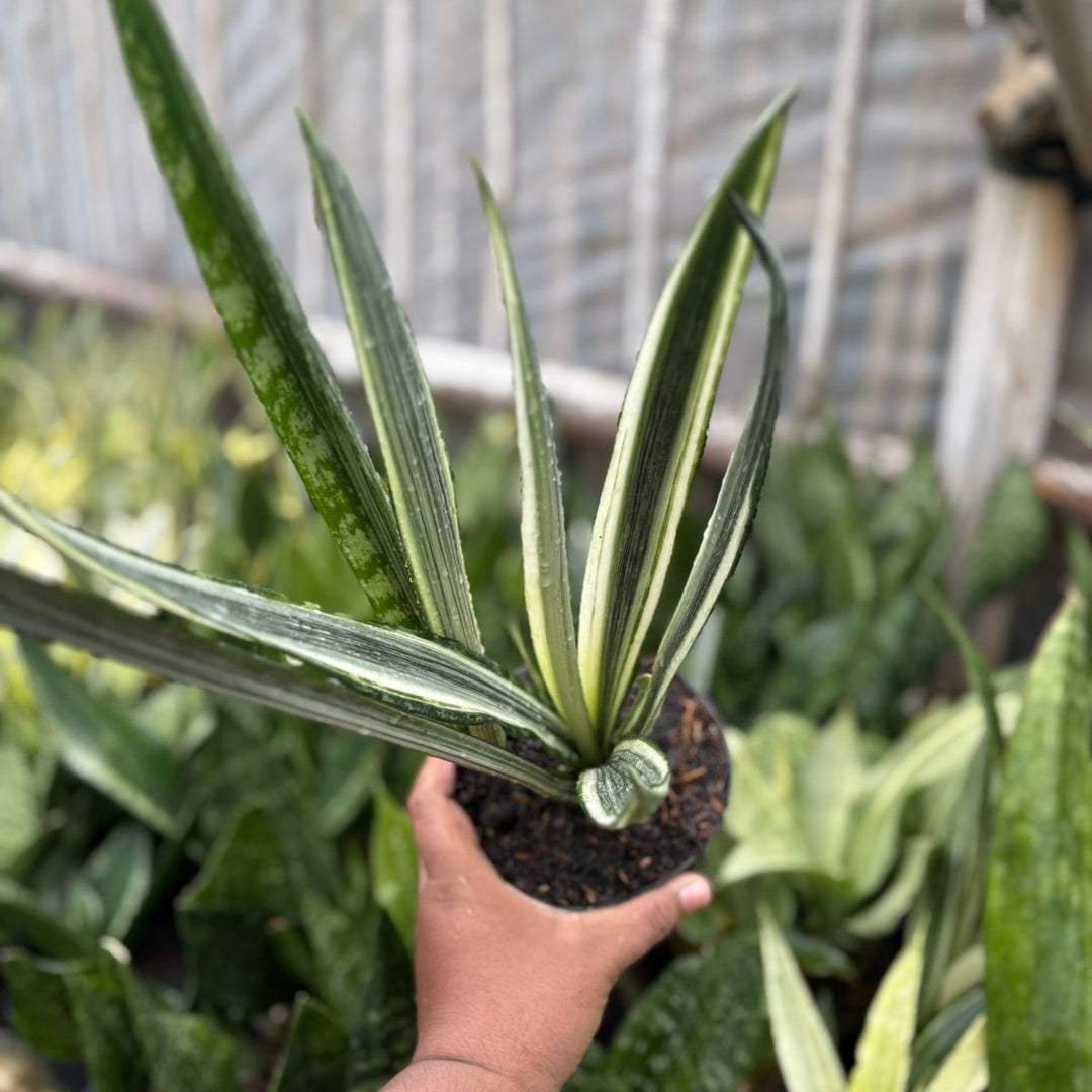 Sansevieria Bentel Sensation  Batik
